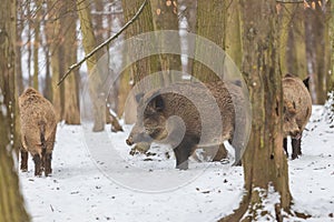 Wild boar - Sus scrofa - A group of wild boars stand in a forest among the trees in the snow