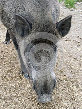 Wild boar (Sus scrofa) head closeup