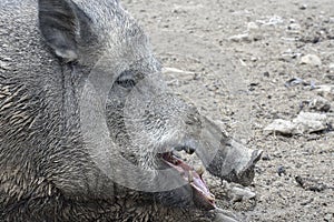 Wild boar sus scrofa head. Male wild pig. Close-up portrait