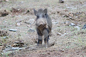 Wild boar Sus scrofa in the Huerto del Almez. photo