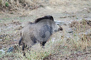 Wild boar Sus scrofa in the Huerto del Almez. photo