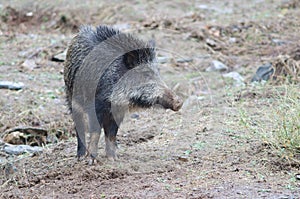 Wild boar Sus scrofa in the Huerto del Almez. photo