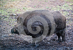 Wild boar (Sus scrofa) i