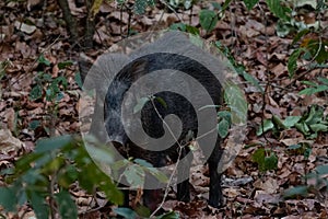 Wild Boar Sus scrofa at Jim Corbett National Park.