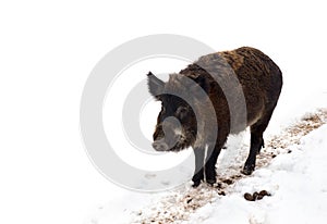 Wild boar  Sus scrofa, known as the wild swine, wild pig  walking along a dirt path in the snow on a white background