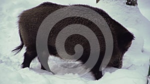 A wild boar, Sus scrofa, looking for food in a snow.