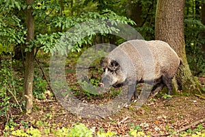 Wild boar Sus scrofa the male stands on the edge of the forest