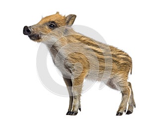 Wild boar, Sus scrofa, 2 months old