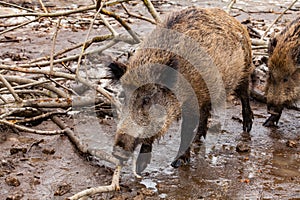 Wild Boar Sus scrofa in mud puddle