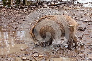 Wild Boar Sus scrofa in mud puddle