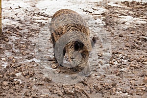 Wild Boar Sus scrofa in mud puddle