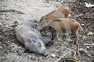 Wild Boar Sus scrofa Piglets feeding from their mother