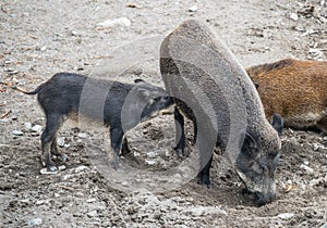 Wild Boar Sus scrofa Piglets feeding from their mother