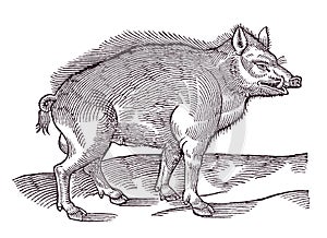 Wild boar (sus scrofa) in profile view standing in a landscape