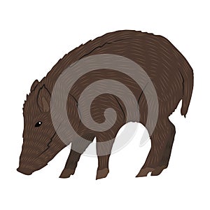 Wild boar Sus scrofa. Realistic vector