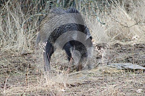 Wild boar Sus scrofa rooting.