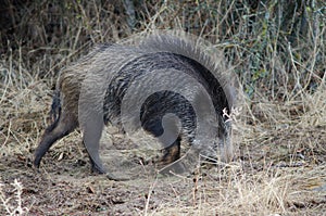 Wild boar Sus scrofa rooting.