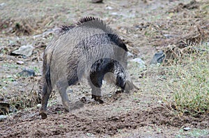 Wild boar Sus scrofa rooting.