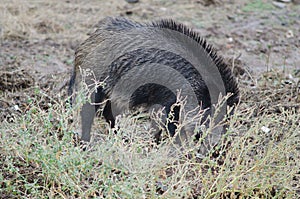 Wild boar Sus scrofa rooting. photo