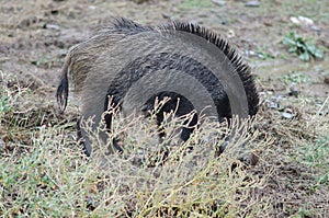 Wild boar Sus scrofa rooting. photo