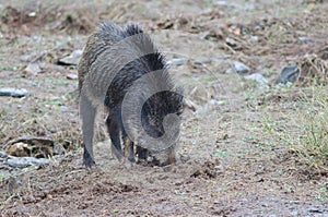 Wild boar Sus scrofa rooting. photo