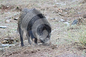 Wild boar Sus scrofa rooting. photo