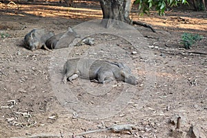 Wild Boar Sus scrofa  sleeping in the wilderness - Image