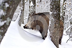 Wild boar (Sus scrofa) in the snow.