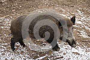 Wild boar, sus scrofa, spain