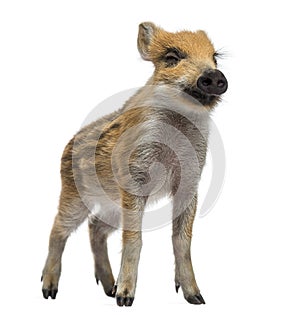 Wild boar, Sus scrofa, standing and closing its eyes, isolated on white