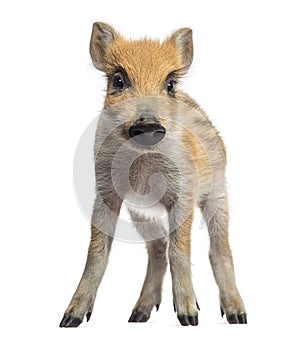 Wild boar, Sus scrofa, standing, isolated on white