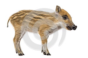 Wild boar, Sus scrofa, standing, isolated on white
