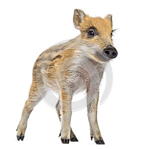 Wild boar, Sus scrofa, standing, isolated on white