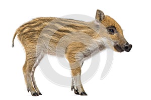 Wild boar, Sus scrofa, standing, isolated on white photo