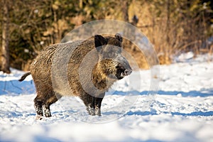 Wild boar, sus scrofa, standing and listening on a glade in winter