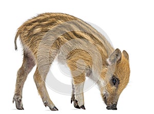 Wild boar, Sus scrofa, standing, looking down, isolated on white