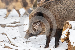A wild boar - Sus scrofa - stands in the woods among the trees in the snow. Portrait close up