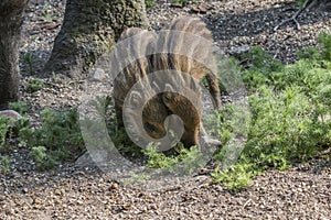 Wild boar (Sus scrofa)
