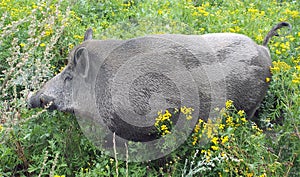 Wild boar (Sus scrofa) in vegetation