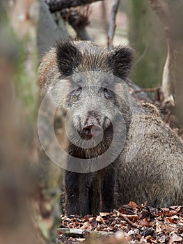 Wild boar sus scrofa walking in forest.