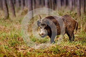 Wild boar