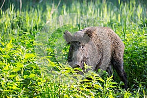 Wild boar  Sus scrofa   walking in nature still life.