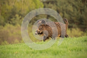 Wild boar, sus scrofa, walking trough a spring meadow.