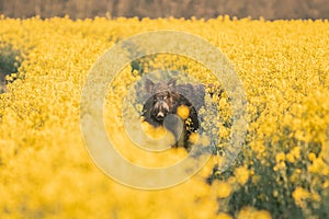 Wild boar ( Sus scrofa ) in wild nature