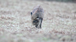 Wild boar Sus scrofa or wild pig is looking for food in a winter field. Heads down and hooves digging into the ground