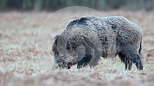 Wild boar Sus scrofa or wild pig is looking for food in a winter field. Heads down and hooves digging into the ground