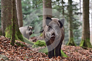 The wild boar Sus scrofa - wild swine - Eurasian wild pig - wild pig