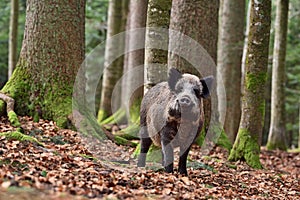The wild boar Sus scrofa - wild swine - Eurasian wild pig - wild pig