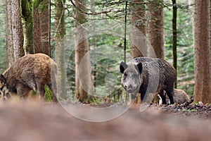 The wild boar Sus scrofa - wild swine - Eurasian wild pig - wild pig