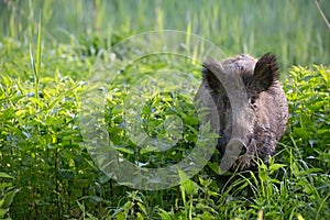 Wild boar - Sus scrofa. Wilderness. Walking in nature still life, marsh.